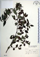 藏品(水雞油)的圖片