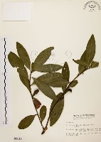 藏品(大頭茶)的圖片