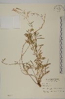 藏品(蠅子草)的圖片