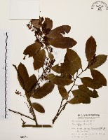 藏品(鼠刺)的圖片