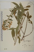 藏品(臺灣馬蘭)的圖片