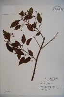 藏品(呂宋莢迷)的圖片