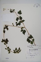 藏品(三葉五加)的圖片