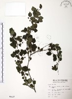 藏品(燈稱花、烏雞骨)的圖片