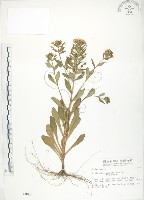 藏品(茅毛珍珠菜)的圖片