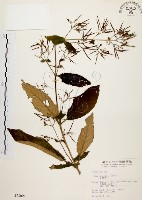 藏品(旋莢木)的圖片