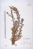 藏品(牡蒿)的圖片