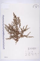 藏品(牡蒿)的圖片