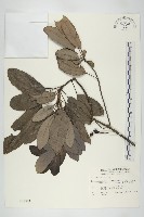 藏品(耿氏虎皮楠)的圖片