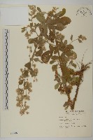 藏品(柔毛艾納香)的圖片