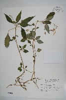 藏品(紫花鳳仙花)的圖片