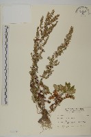 藏品(艾、五月艾)的圖片