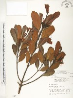 藏品(水筆仔)的圖片