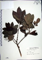 藏品(樹杞)的圖片