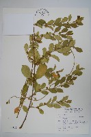 藏品(羊角藤、武靴藤)的圖片