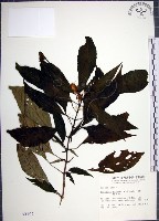 藏品(角桐草、台灣半蒴苣苔)的圖片