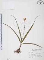 藏品(臺灣白及)的圖片