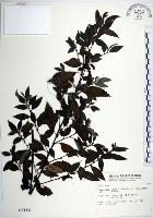 藏品(水雞油)的圖片