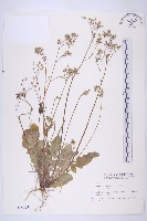 藏品(黃鵪菜)的圖片