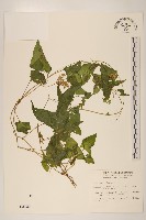 藏品(蔓澤蘭)的圖片