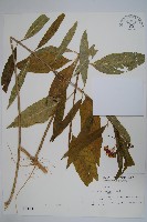 藏品(尖尾鳳、馬利筋)的圖片