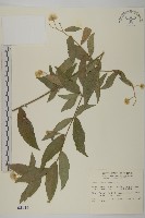 藏品(大頭艾納香)的圖片