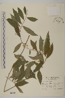 藏品(大頭艾納香)的圖片