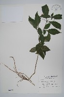 藏品(針刺草)的圖片