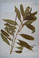 藏品(尖尾鳳、馬利筋)的圖片