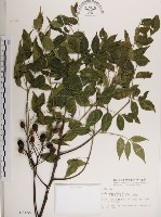 藏品(楝、苦楝)的圖片