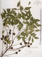 藏品(楝、苦楝)的圖片