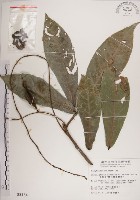 藏品(水茄苳、穗花棋盤腳樹)的圖片