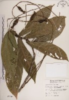 藏品(水茄苳、穗花棋盤腳樹)的圖片