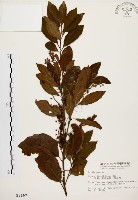 藏品(鼠刺)的圖片