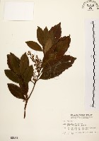 藏品(鼠刺)的圖片