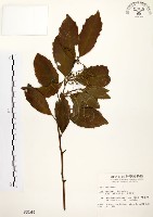 藏品(鼠刺)的圖片
