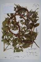 藏品(山菜豆)的圖片