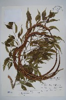 藏品(山菜豆)的圖片