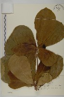 藏品(欖仁)的圖片