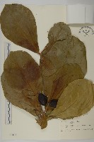 藏品(欖仁)的圖片