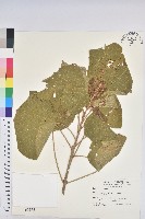 藏品(野桐)的圖片