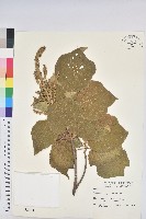 藏品(野桐)的圖片