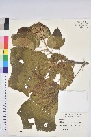 藏品(野桐)的圖片