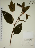 藏品(野牡丹)的圖片