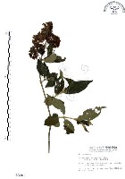 藏品(杜虹花，台灣紫珠)的圖片