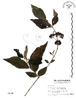 藏品(杜虹花，台灣紫珠)的圖片