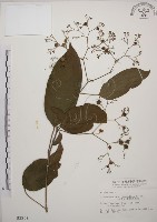 藏品(大青)的圖片