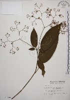 藏品(大青)的圖片