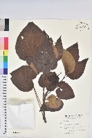 藏品(廣東油桐、皺桐)的圖片