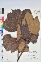 藏品(廣東油桐、皺桐)的圖片